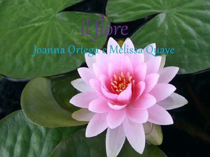il fiore Joanna Ortega e Melissa Quaye 
