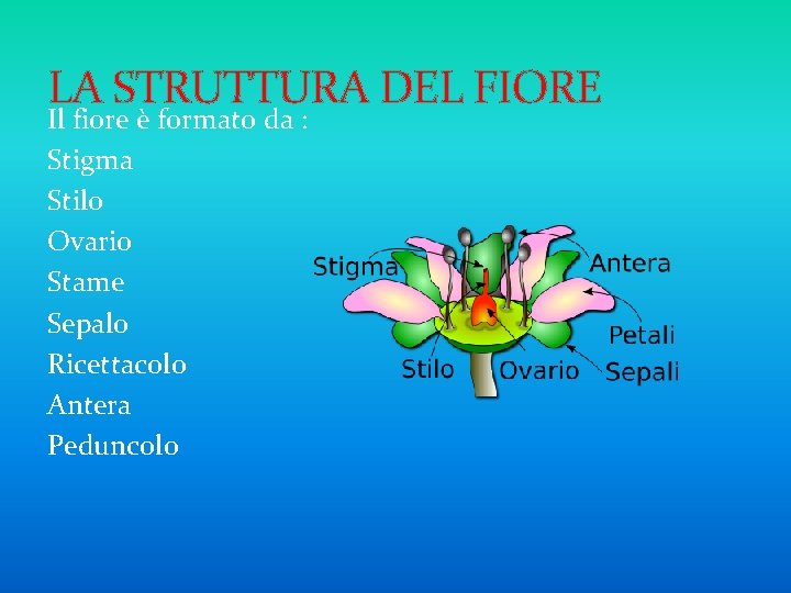 LA STRUTTURA DEL FIORE Il fiore è formato da : Stigma Stilo Ovario Stame