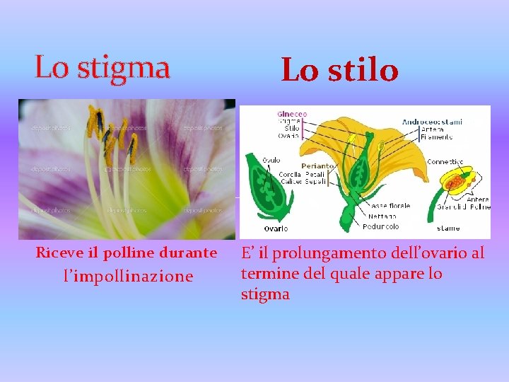 Lo stigma Riceve il polline durante l’impollinazione Lo stilo E’ il prolungamento dell’ovario al