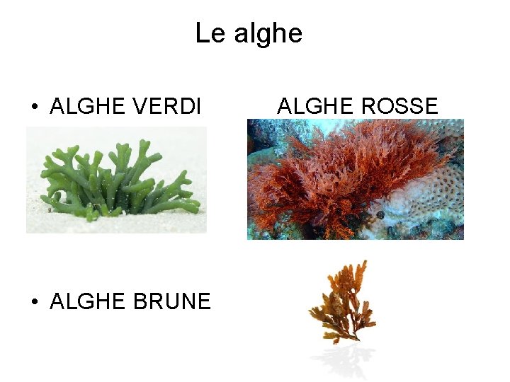 I Corpi Vegetativi Delle Alghe IL REGNO DELLE PIANTE CLASSE 1 D ANNO