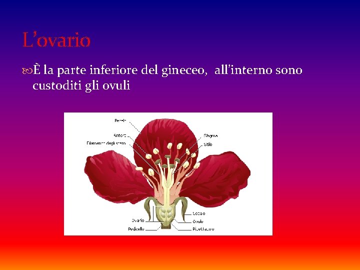 L’ovario È la parte inferiore del gineceo, all’interno sono custoditi gli ovuli 