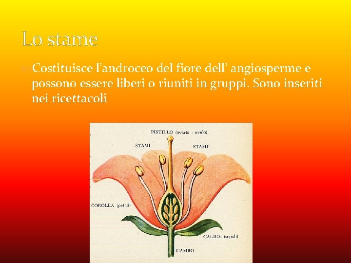 Lo stame Costituisce l’androceo del fiore dell’ angiosperme e possono essere liberi o riuniti