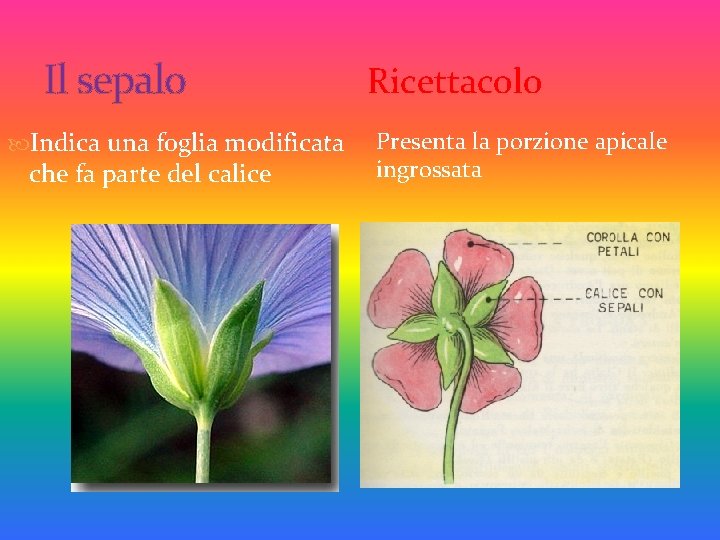 Il sepalo Indica una foglia modificata che fa parte del calice Ricettacolo Presenta la