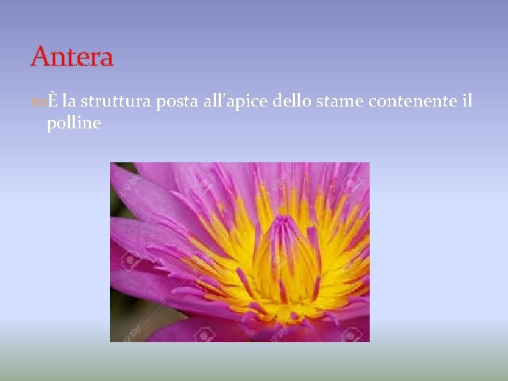 Antera È la struttura posta all’apice dello stame contenente il polline 