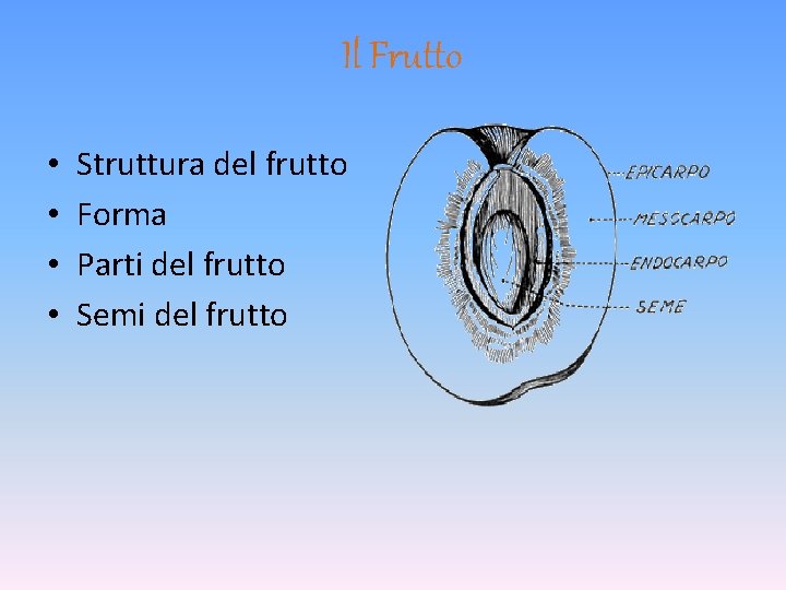 Il Frutto • • Struttura del frutto Forma Parti del frutto Semi del frutto