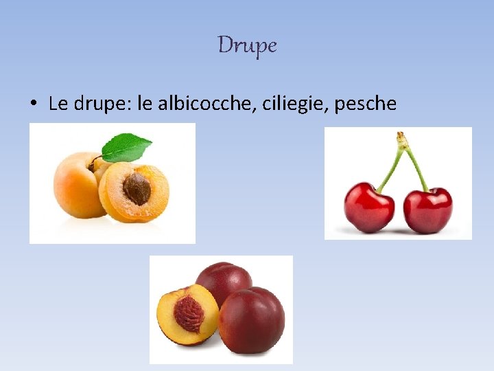 Drupe • Le drupe: le albicocche, ciliegie, pesche 
