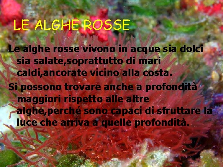LE ALGHE ROSSE Le alghe rosse vivono in acque sia dolci sia salate, soprattutto
