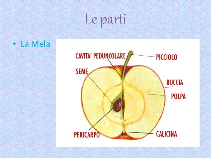 Le parti • La Mela 