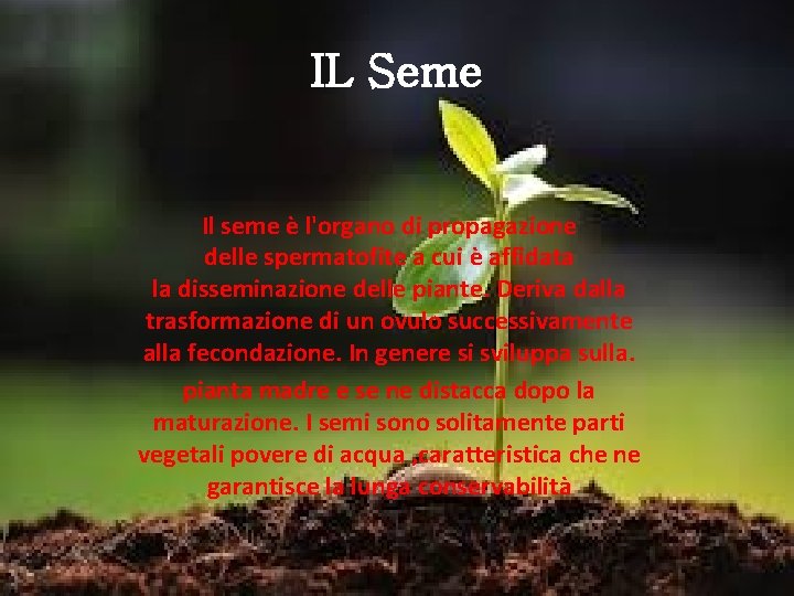 IL Seme Il seme è l'organo di propagazione delle spermatofite a cui è affidata