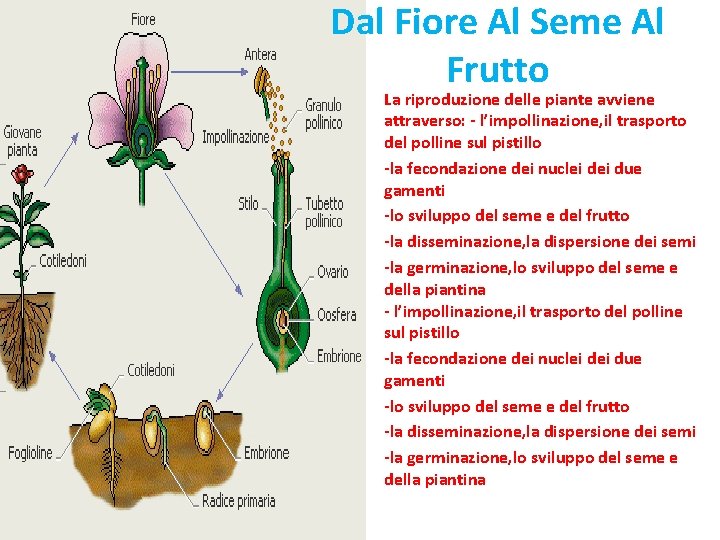 Dal Fiore Al Seme Al Frutto La riproduzione delle piante avviene attraverso: - l’impollinazione,