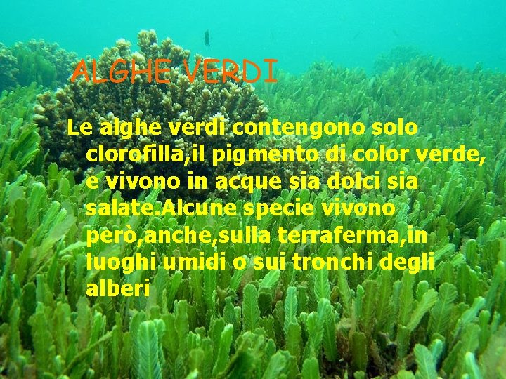 ALGHE VERDI Le alghe verdi contengono solo clorofilla, il pigmento di color verde, e