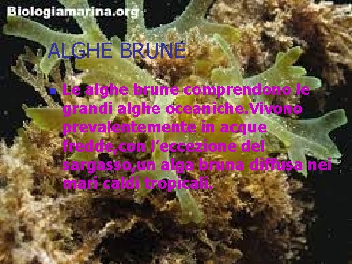 ALGHE BRUNE n Le alghe brune comprendono le grandi alghe oceaniche. Vivono prevalentemente in