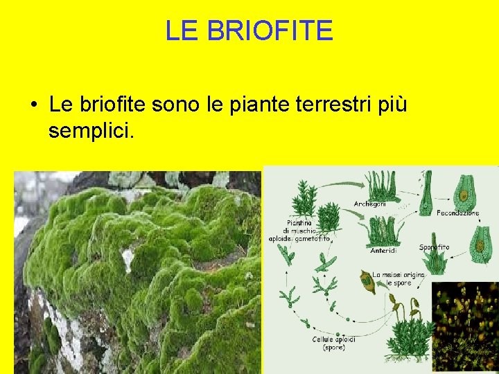 LE BRIOFITE • Le briofite sono le piante terrestri più semplici. 
