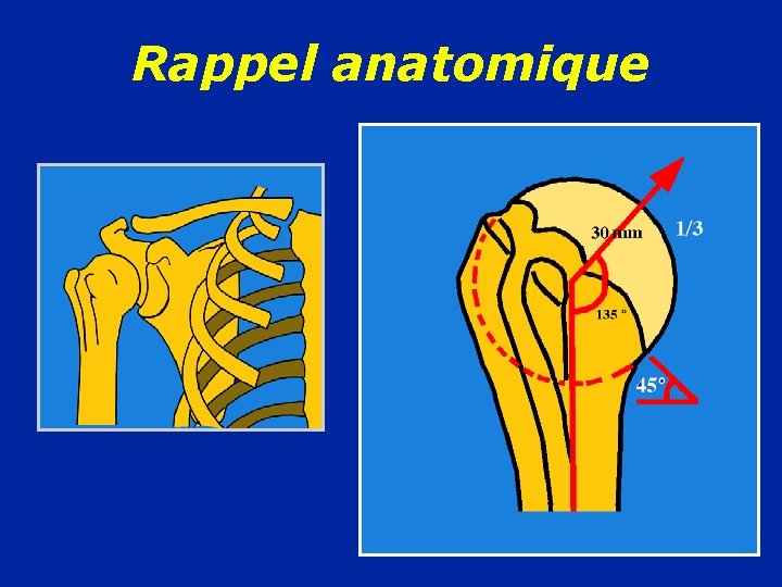 Rappel anatomique 