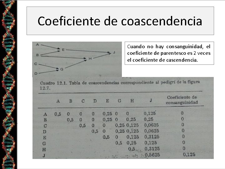 Coeficiente de coascendencia Cuando no hay consanguinidad, el coeficiente de parentesco es 2 veces