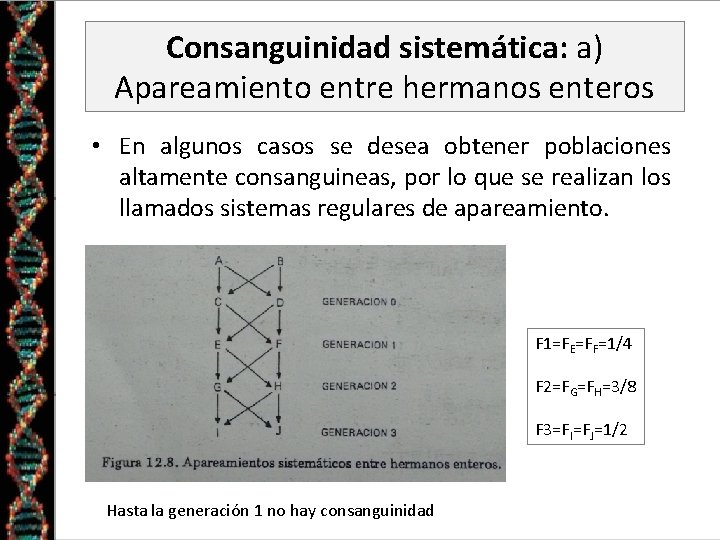 Consanguinidad sistemática: a) Apareamiento entre hermanos enteros • En algunos casos se desea obtener