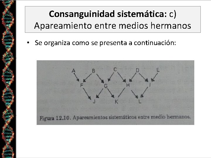 Consanguinidad sistemática: c) Apareamiento entre medios hermanos • Se organiza como se presenta a