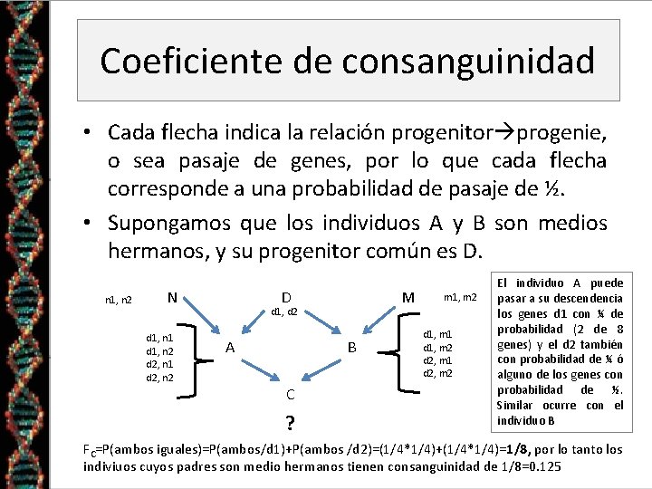 Coeficiente de consanguinidad • Cada flecha indica la relación progenitor progenie, o sea pasaje
