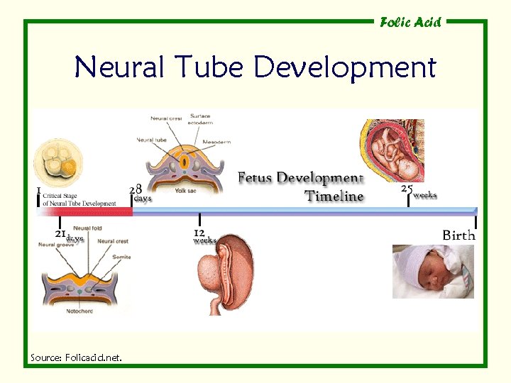 Folic Acid Neural Tube Development Source: Folicacid. net. 