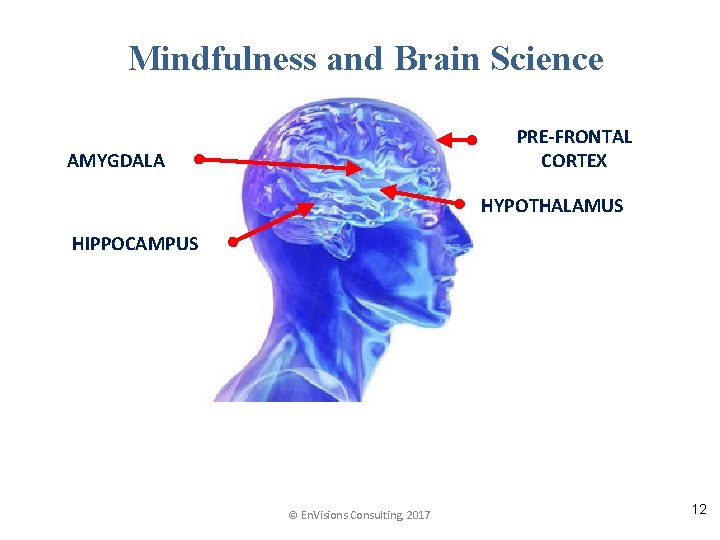 Mindfulness and Brain Science PRE-FRONTAL CORTEX AMYGDALA HYPOTHALAMUS HIPPOCAMPUS © En. Visions Consulting, 2017