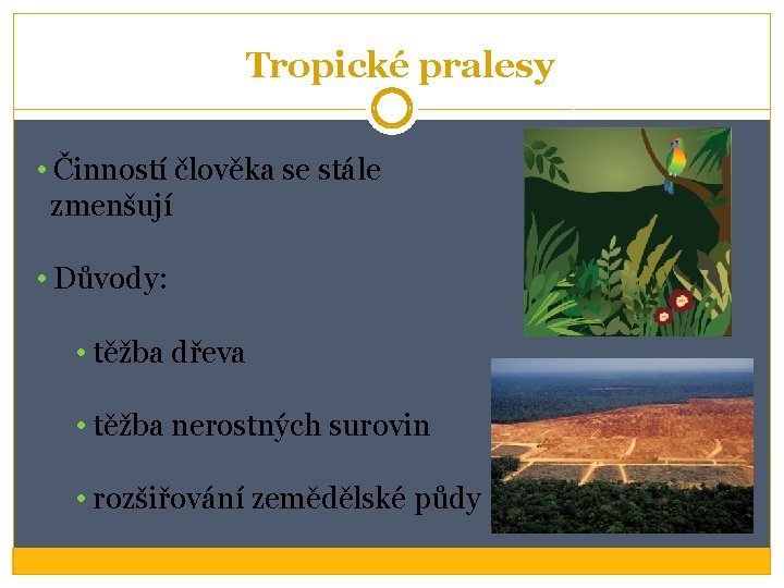 Tropické pralesy • Činností člověka se stále zmenšují • Důvody: • těžba dřeva • Tropické pralesy • Činností člověka se stále zmenšují • Důvody: • těžba dřeva •