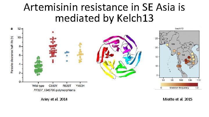 Artemisinin resistance in SE Asia is mediated by Kelch 13 Ariey et al. 2014