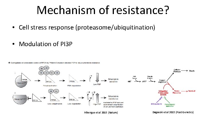 Mechanism of resistance? • Cell stress response (proteasome/ubiquitination) • Modulation of PI 3 P