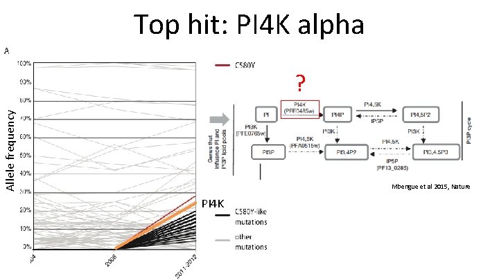 Top hit: PI 4 K alpha Allele frequency ? Mbengue et al 2015, Nature