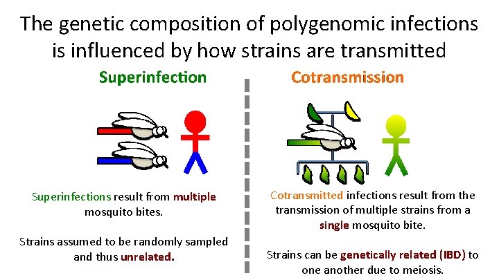The genetic composition of polygenomic infections is influenced by how strains are transmitted Superinfections