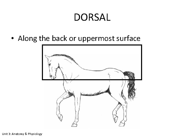DORSAL • Along the back or uppermost surface Unit 3: Anatomy & Physiology 
