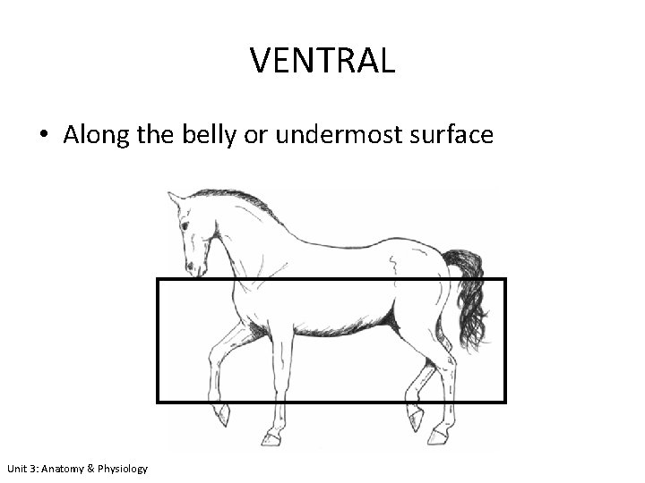 VENTRAL • Along the belly or undermost surface Unit 3: Anatomy & Physiology 