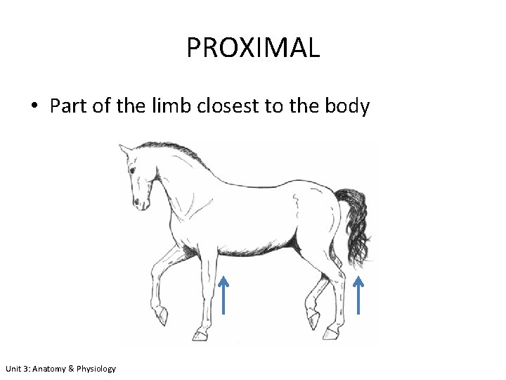 PROXIMAL • Part of the limb closest to the body Unit 3: Anatomy &