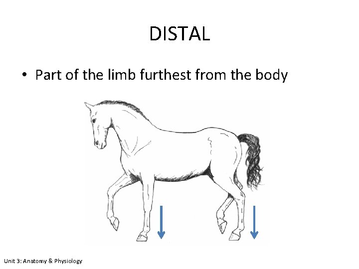 DISTAL • Part of the limb furthest from the body Unit 3: Anatomy &