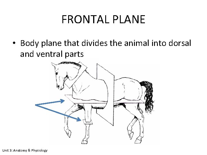 FRONTAL PLANE • Body plane that divides the animal into dorsal and ventral parts