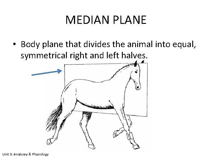 MEDIAN PLANE • Body plane that divides the animal into equal, symmetrical right and