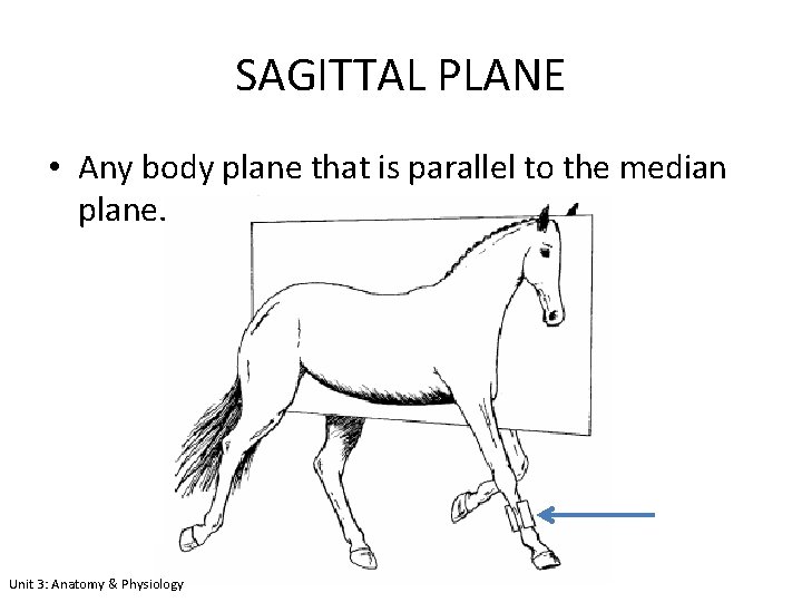 SAGITTAL PLANE • Any body plane that is parallel to the median plane. Unit