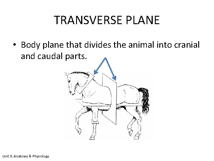 TRANSVERSE PLANE • Body plane that divides the animal into cranial and caudal parts.