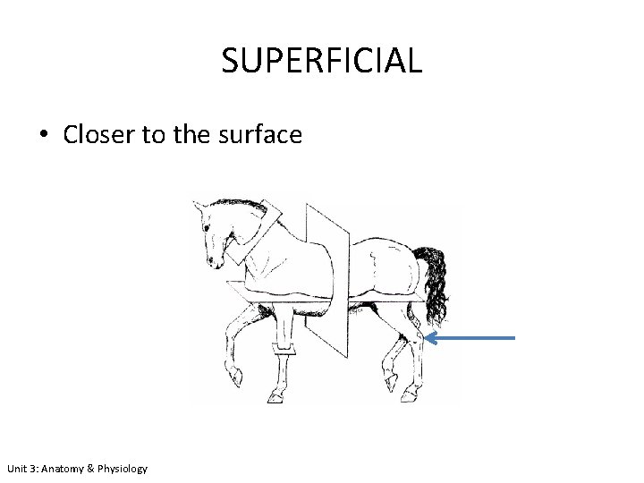 SUPERFICIAL • Closer to the surface Unit 3: Anatomy & Physiology 
