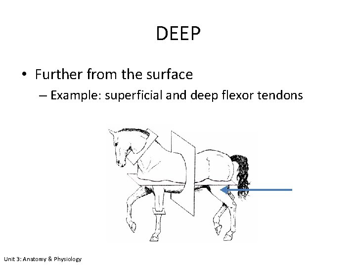 DEEP • Further from the surface – Example: superficial and deep flexor tendons Unit