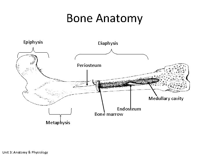 Bone Anatomy Epiphysis Diaphysis Periosteum Medullary cavity Endosteum Bone marrow Metaphysis Unit 3: Anatomy