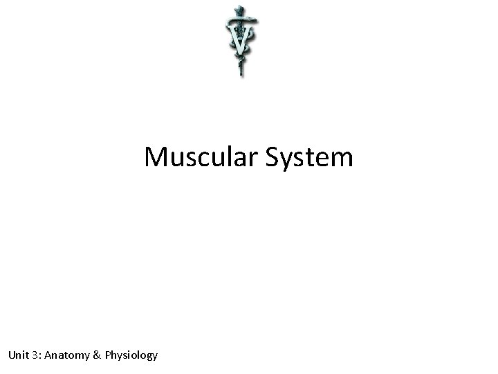 Muscular System Unit 3: Anatomy & Physiology 