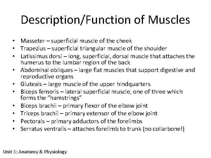 Description/Function of Muscles • Masseter – superficial muscle of the cheek • Trapezius –