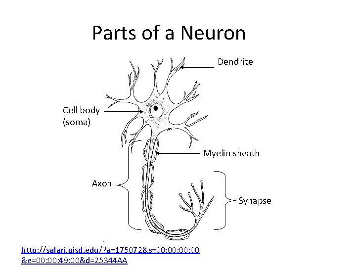 Parts of a Neuron Dendrite Cell body (soma) Myelin sheath Axon Synapse http: //safari.