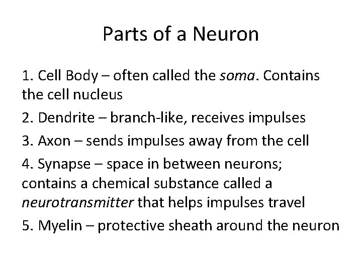 Parts of a Neuron 1. Cell Body – often called the soma. Contains the