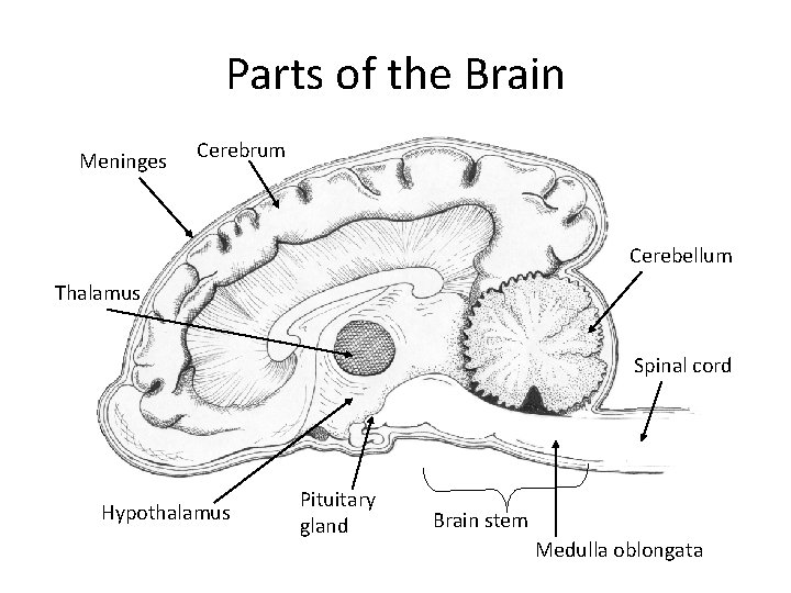 Parts of the Brain Meninges Cerebrum Cerebellum Thalamus Spinal cord Hypothalamus Pituitary gland Brain