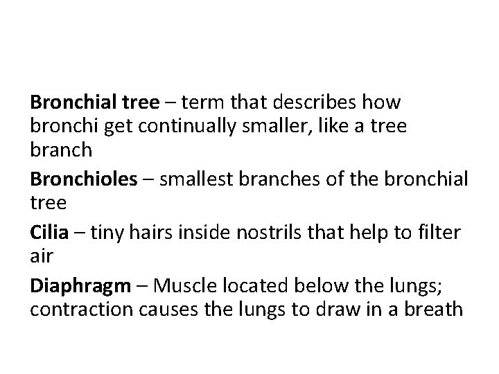 Bronchial tree – term that describes how bronchi get continually smaller, like a tree