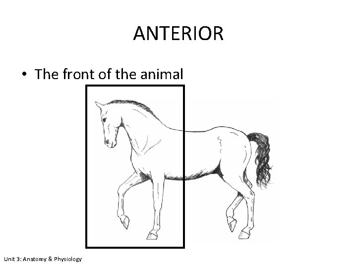 ANTERIOR • The front of the animal Unit 3: Anatomy & Physiology 