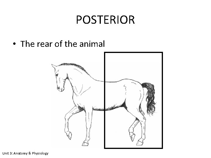 POSTERIOR • The rear of the animal Unit 3: Anatomy & Physiology 