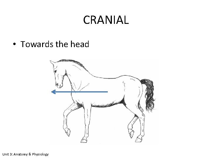 CRANIAL • Towards the head Unit 3: Anatomy & Physiology 
