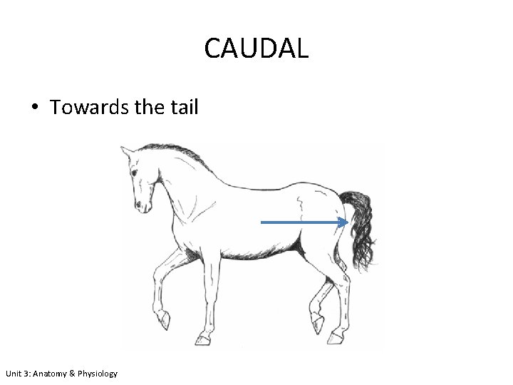 CAUDAL • Towards the tail Unit 3: Anatomy & Physiology 
